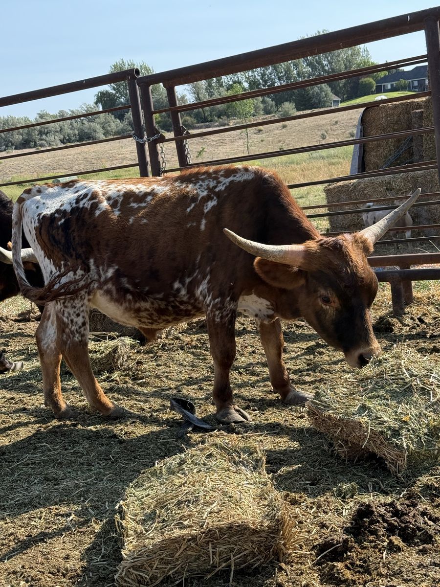 Micro Texas Longhorn Bull