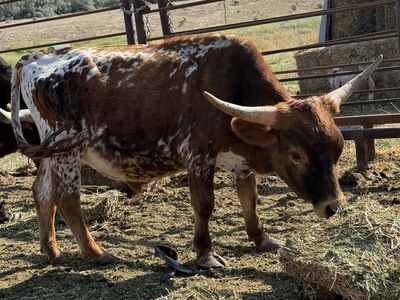 Micro Texas Longhorn Bull