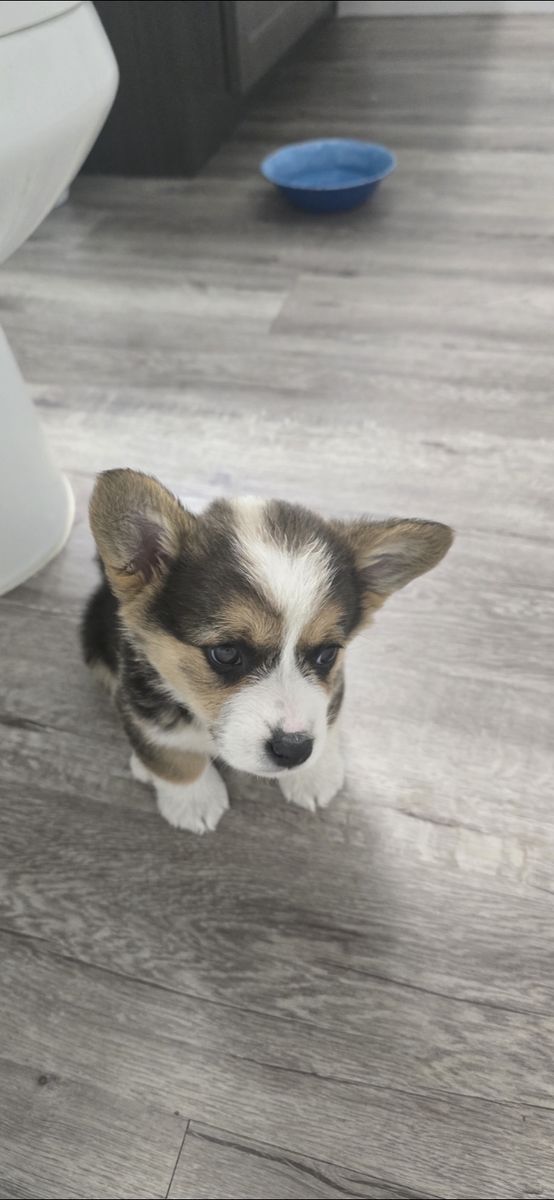 Puppy Corgi male purebred