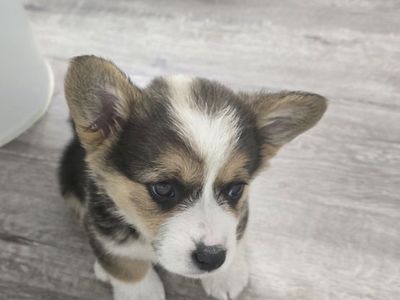 Puppy Corgi male purebred