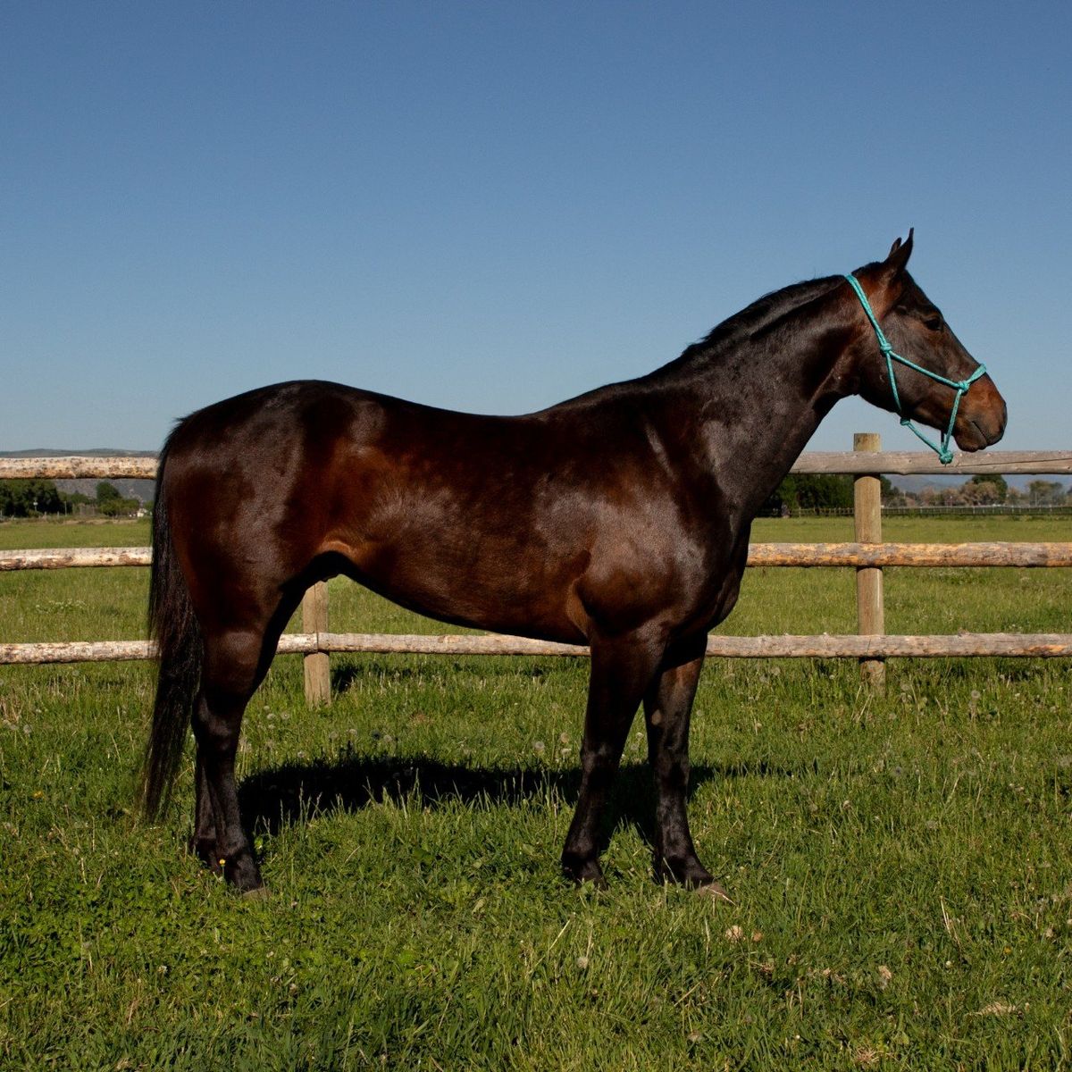 5 year old AQHA gelding