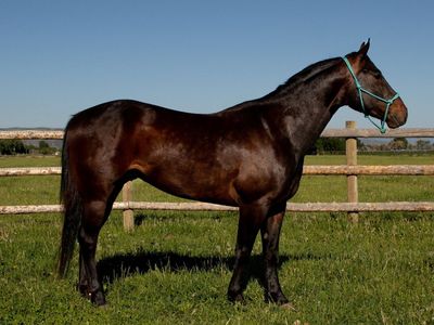 5 year old AQHA gelding