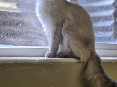 polydactyl Lynx