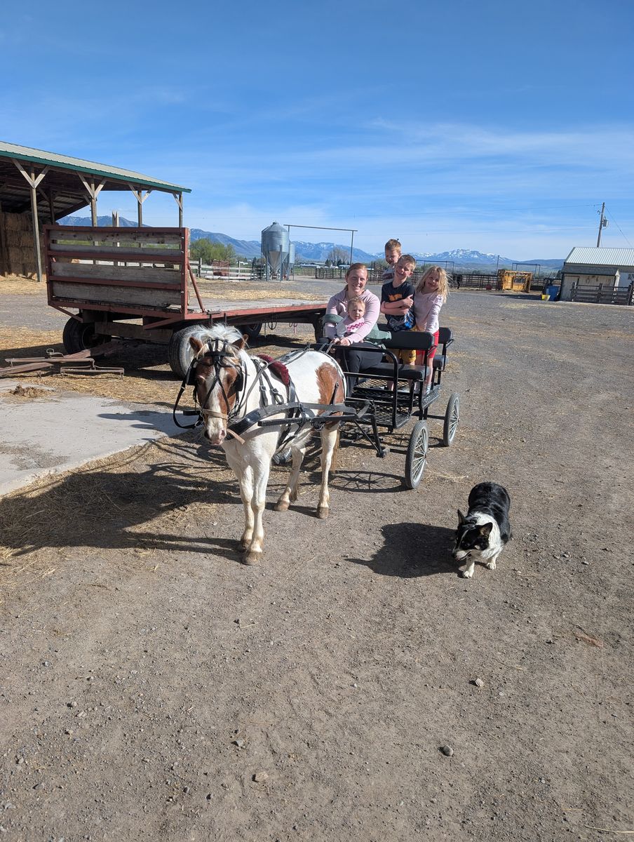 Pony Gelding rides and drives