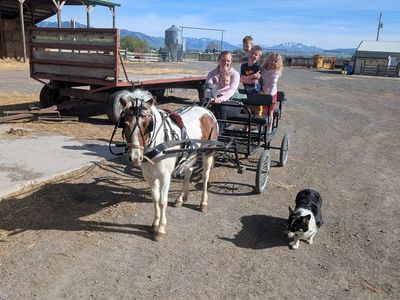 Pony Gelding rides and drives