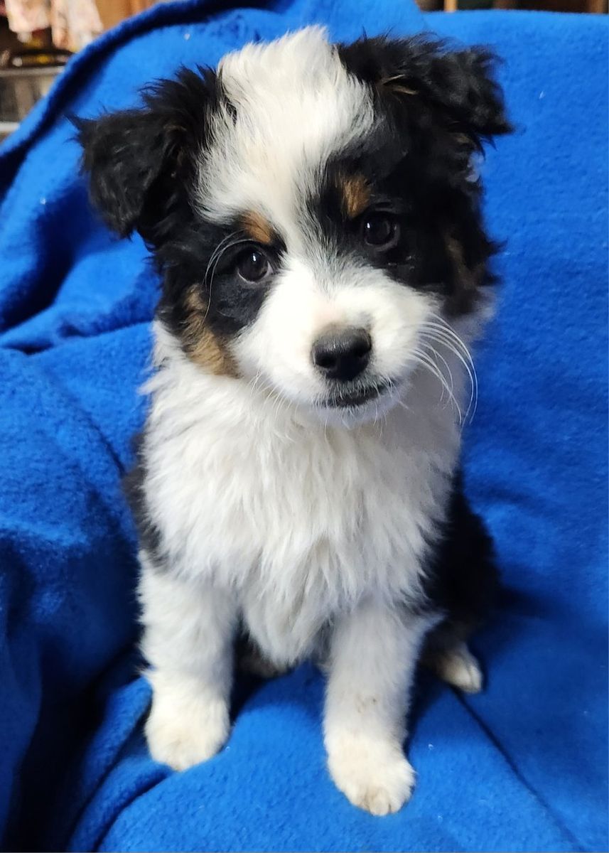 ASDR Toy Aussie/Australian shepherd