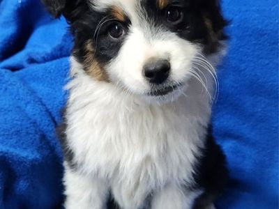 ASDR Toy Aussie/Australian shepherd
