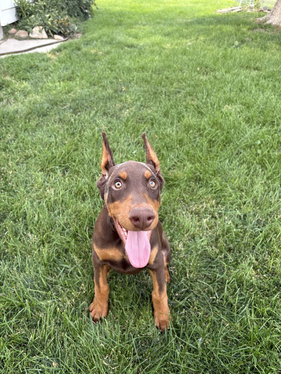 Red Male AKC Doberman Puppy
