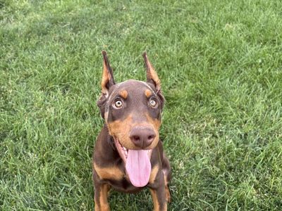 Red Male AKC Doberman Puppy