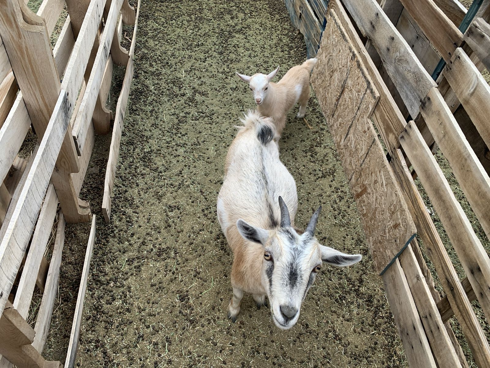 6 Nigerian Dwarf Goats