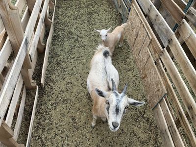 6 Nigerian Dwarf Goats