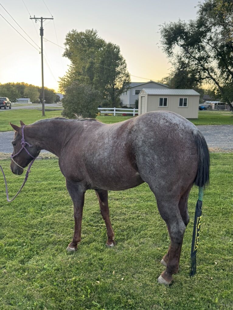 Finished breakway/all Around AQHA Mare