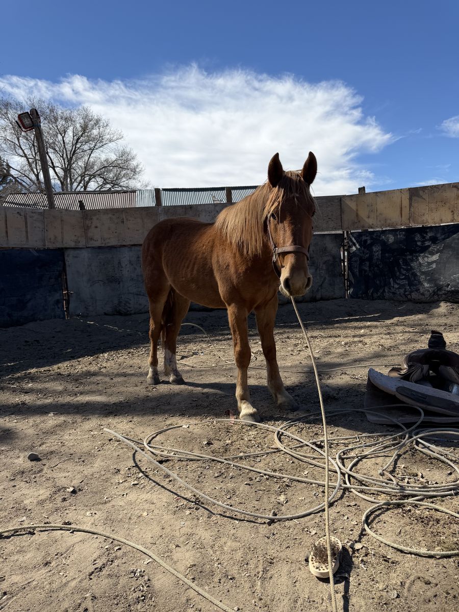 Cool Little Sorrel Gelding