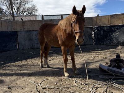 Cool Little Sorrel Gelding