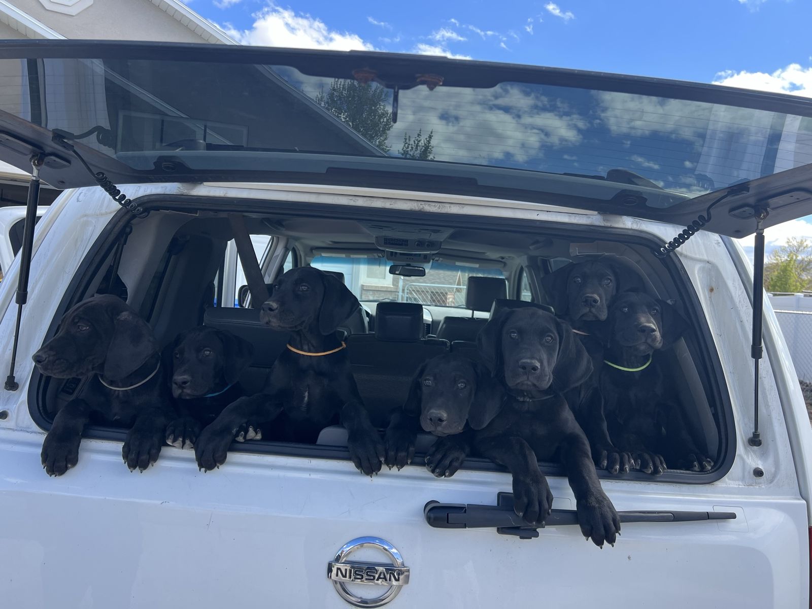 Great Dane Doberman Puppies