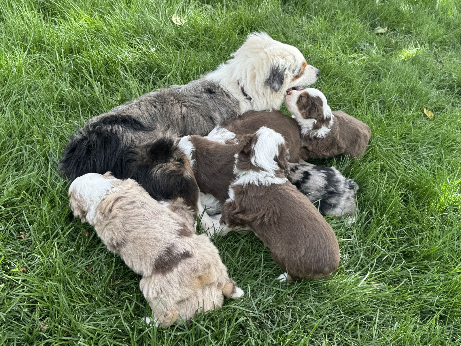 Pure Bred Mini Aussie Puppies
