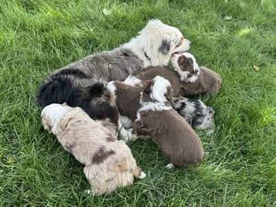 Pure Bred Mini Aussie Puppies