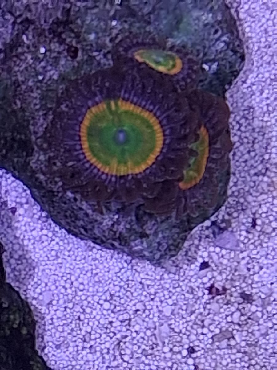 Main image 2