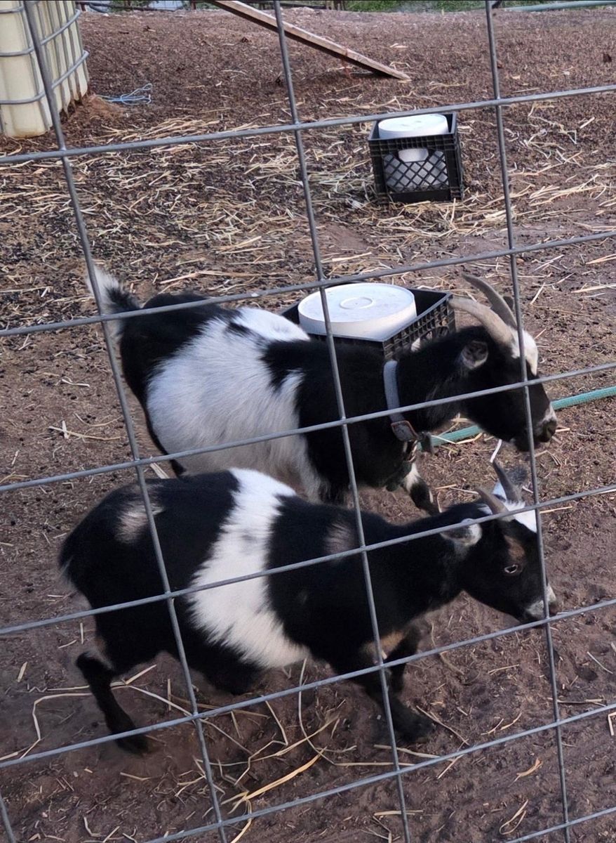 Female Nigerian dwarf goats