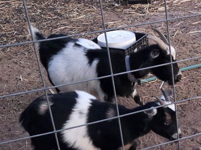 Female Nigerian dwarf goats