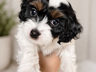 F1 Cavapoo Puppies | Each Puppy DNA Tested