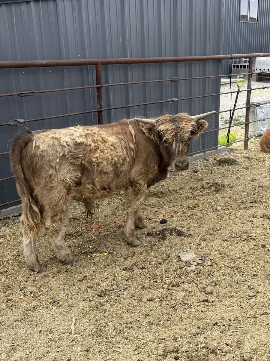 Highland Bull