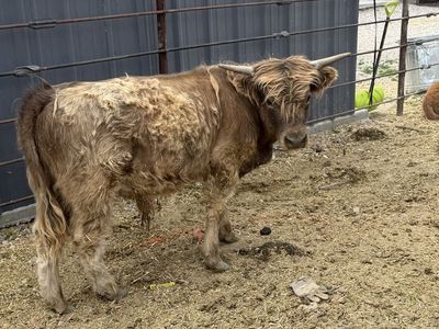 Highland Bull