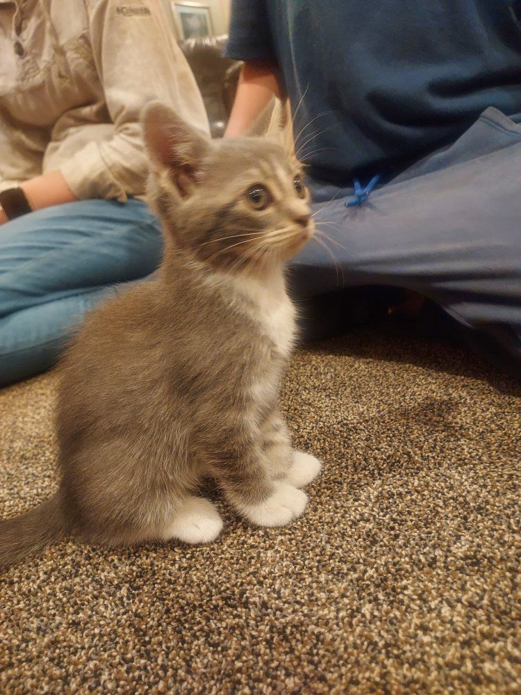 Adorable Kittens - Playful and Friendly