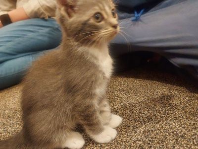 Adorable Kittens - Playful and Friendly
