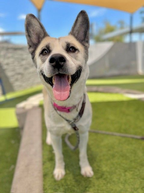 A162116 Nebulara, Available for Adoption