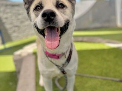 A162116 Nebulara, Available for Adoption