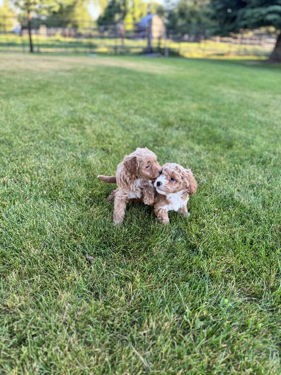 Adorable Mini goldendoodle Puppies