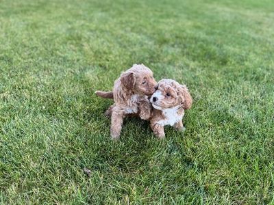 Adorable Mini goldendoodle Puppies