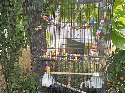 bird cages