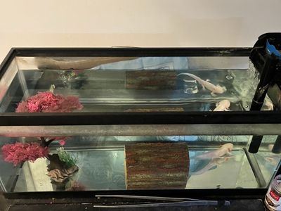 * read description* 20 gal long fish tank