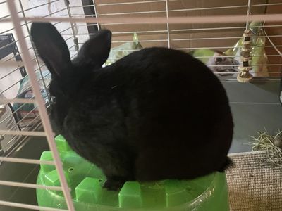 Adorable Black Rabbit - Pet Bunny Ready for a Loving Home