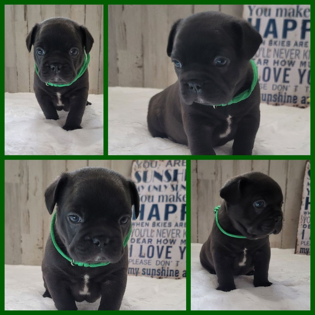 French Bulldog /  Boston Terrier cross Frenchtons