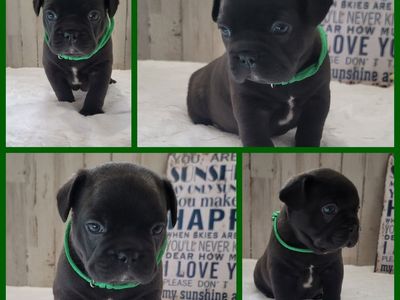 French Bulldog / Boston Terrier cross Frenchtons