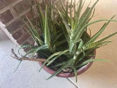 Large Potted Aloe Vera Plant - Established & Easy Care