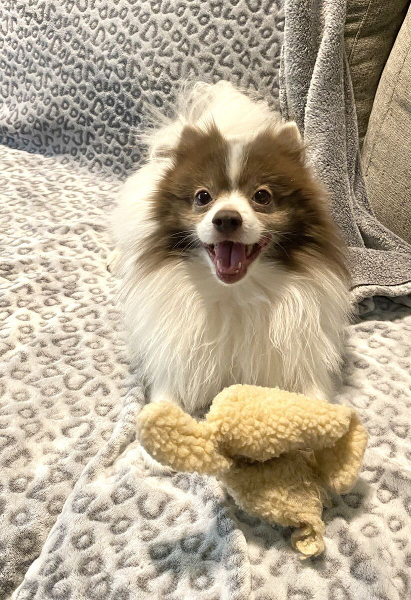 AKC Pomeranian • Dilute Chocolate Parti