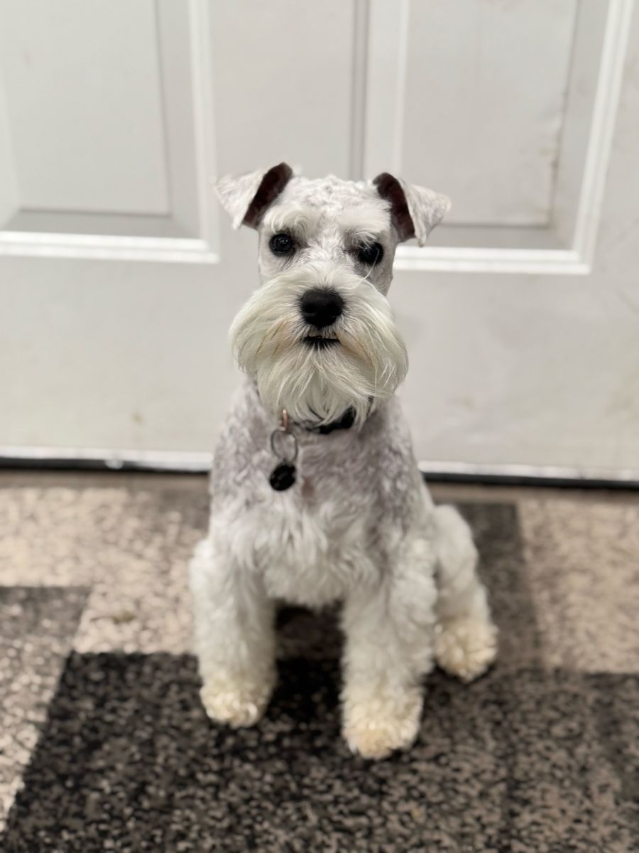Stud Mini Schnauzer