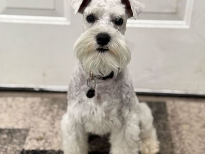 Stud Mini Schnauzer