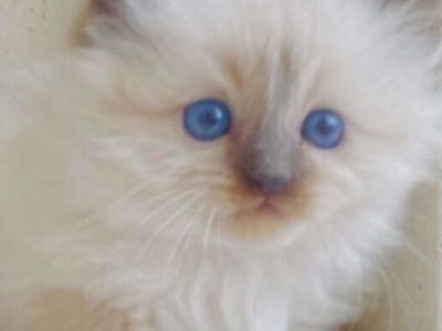 Gorgeous Ragdoll TINY SWEET kittens--stay small! Also LESS Allergic/Shed LESS! DOGLIKE playful/loyal personality--do tricks!