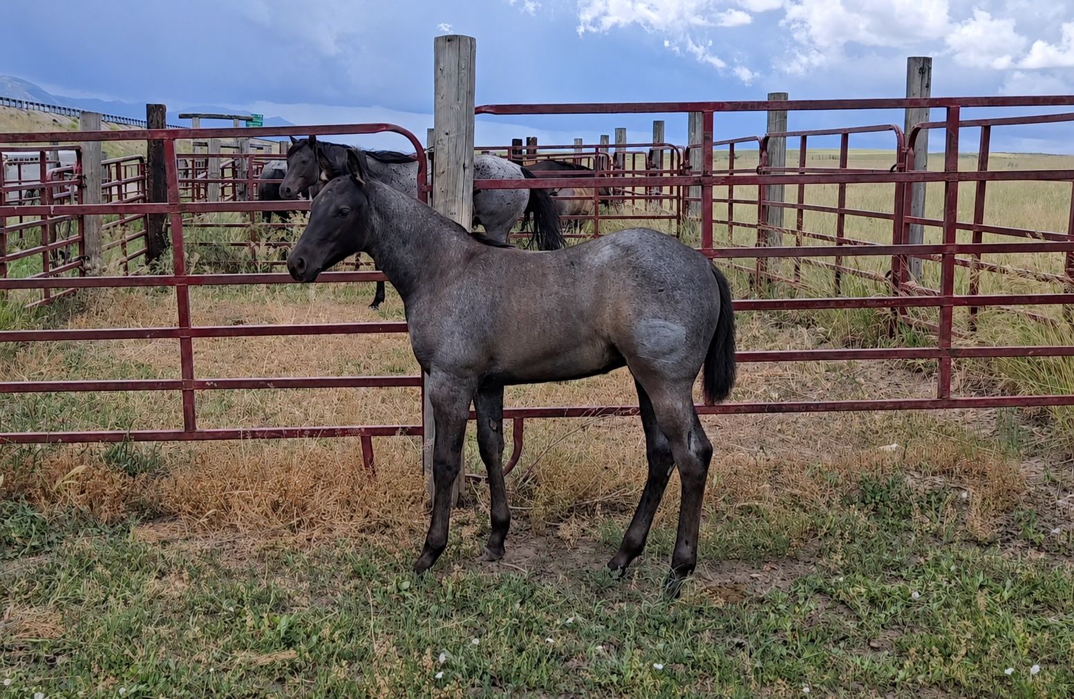 Quarter horse fillies