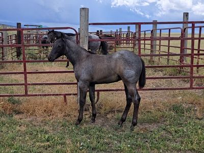 Quarter horse fillies