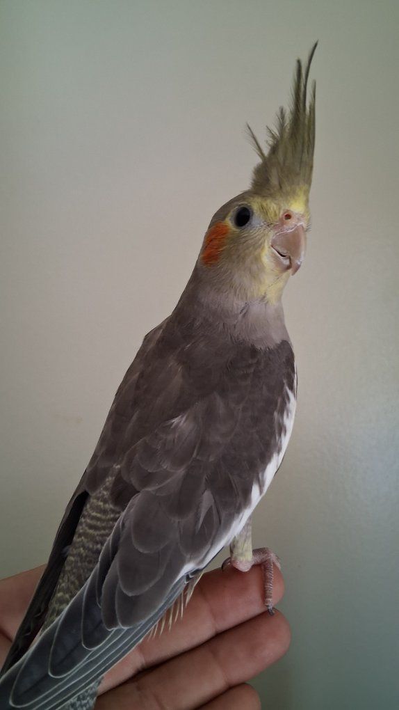 Baby Cockatiel