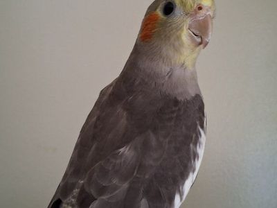 Baby Cockatiel
