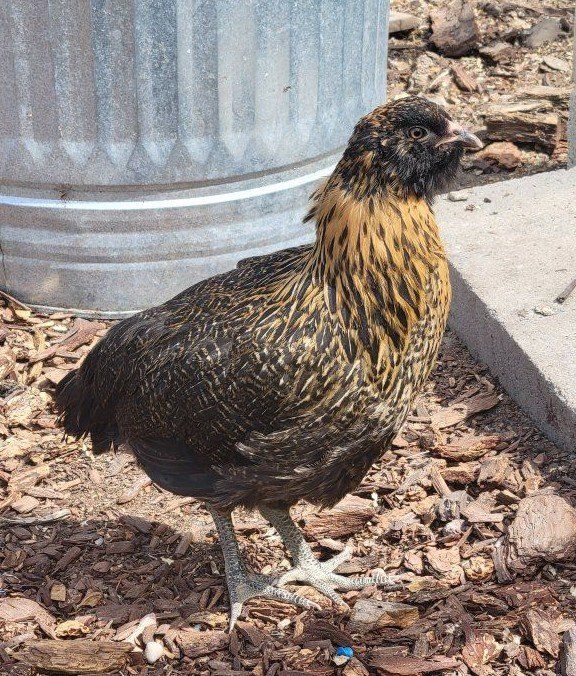 Coop Ready Pullets