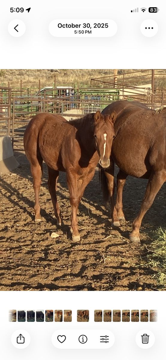 Sorrel AQHA yearling filly