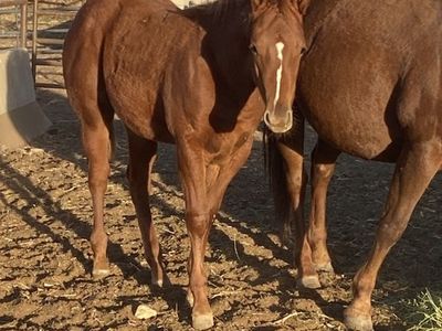Sorrel AQHA yearling filly